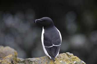 One Razorbill (Alca torda) standing on a coastal cliff in Latrabjarg, Iceland, Europe