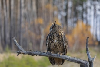 One Eurasian Eagle Owl, Bubo bubo, sitting on a branch of a dead tree. A forest in fall foliage in
