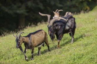 One male Tauernschecke goat, Capra aegagrus hircus, checks the readiness of a goat to mate