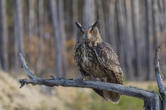 One Eurasian Eagle Owl, Bubo bubo, sitting on a branch of a dead tree. A forest with some fall