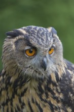 Portrait of an Eurasian Eagle Owl, Bubo bubo. Green vegetation in the background