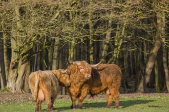 One Highland bull and a cow (Bos (primigenius) taurus) stand on a pasture at a forest edge