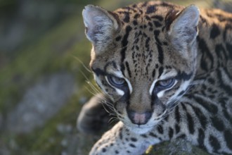 One Ozelot, Leopardus pardalis, frontal portrait with green vegetation in the background