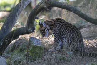 One male Ocelot, Leopardus pardalis, sitting under a bent branch. Dry vegetation around