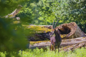 A male Sable antelope, Hippotragus niger stands on a hilly green meadow at a forest edge