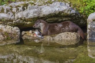 One adult Eurasian otter (Lutra lutra) sits between rocks at a river bank and eats a fish