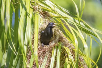 Yellow-rumped cacique (Cacicus cela) Pantanal Brazil