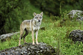 European gray wolf (Canis lupus lupus), old animal standing on rock, captive, Switzerland, Europe