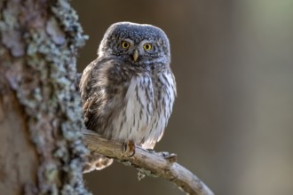 Pygmy Owl (Glaucicium passerinum), sitting on the branch of a tree, Pirchner Ast, Schwaz, Tyrol,