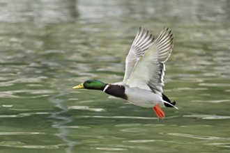 Mallard (Anas platyrhynchos), drake in flight, Switzerland, Europe