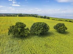 Aerial view, drone photo: Field with sunflowers and four trees, Ueckermünde, Szczecin Lagoon,