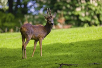 One male Roe Deer, Roe buck (Capreolus capreolus), stands on a meadow