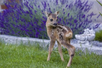 A fawn (Capreolus capreolus), standing in a garden. Hand raised orphan