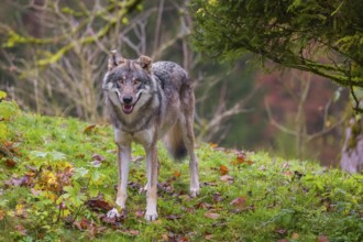 Eurasian gray wolf - Canis lupus lupus