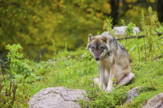 An adult male eurasian gray wolf (Canis lupus lupus) sits on a green meadow on hilly terrain,