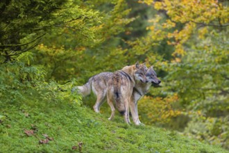 Two eurasian gray wolves (Canis lupus lupus) play on a hill. A forest in fall colours in the