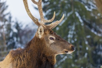 Portrait of a Wapiti stag, Cervus canadensis. A forest in the background