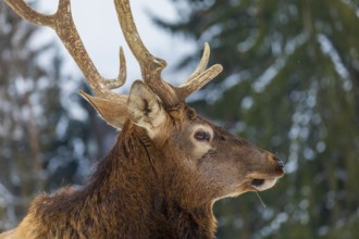 Portrait of a Wapiti stag, Cervus canadensis. A forest in the background