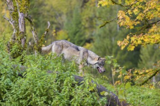 One eurasian gray wolf (Canis lupus lupus) walks down a small hill between logs and rocks with a