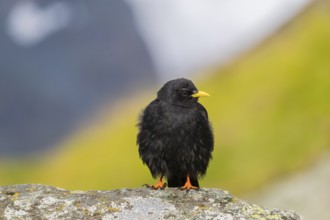 One young Alpine chough or yellow-billed chough (Pyrrhocorax graculus) stands on a rock in the