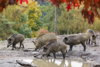 A group of wild boar or wild pig (Sus scrofa), runs across a clearing in hilly terrain in search of