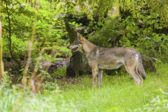 An adult male Eurasian gray wolf (Canis lupus lupus) stands in a forest