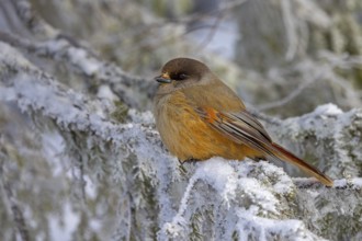 Siberian jay (Perisoreus infaustus, Corvus infaustus) perched in spruce tree in snow covered taiga