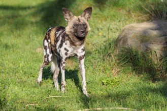 An African Wild Dog, Lycaon pictus, runs across a green meadow in bright sunlight