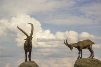 Two male ibex (Capra ibex) stand on a rock. Behind them is a sky with interesting clouds