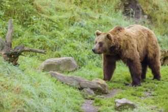 An adult brown bear (Ursus arctos arctos) walks across a green meadow