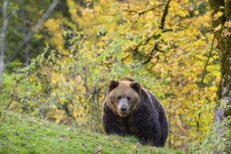 One eurasian brown bear (Ursus arctos arctos) walks over a rim on hilly ground. A forest in