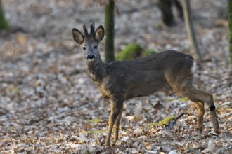Roebuck (yearling) in the Bast, Wittlich, Rhineland-Palatinate, Germany, Europe