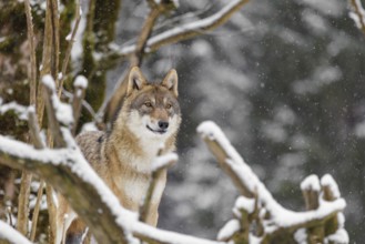 An adult female grey wolf (Canis lupus lupus) stands in the thicket of a sloping, snow-covered