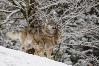 A young grey wolf (Canis lupus lupus) plays with its father on the sloping, snow-covered meadow on