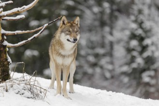 A young grey wolf (Canis lupus lupus) stands on a sloping, snow-covered meadow on a cold, cloudy