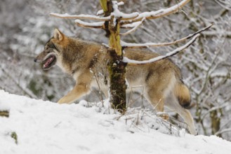 An adult grey wolf (Canis lupus lupus) runs across the sloping, snow-covered meadow at the edge of