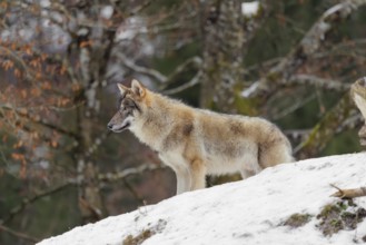 A young grey wolf (Canis lupus lupus) stands on a sloping, snow-covered meadow on a cold, cloudy