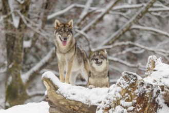 Two grey wolves (Canis lupus lupus) stand on a snow-covered hill behind a fallen tree on a cold,