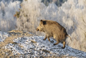 On a sunny day, a wild boar (Sus scrofa) searches for food in a frozen field. A forest covered in