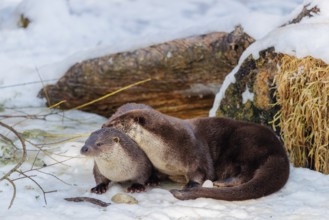 On a sunny day two otters (Lutra lutra) sit in the snow in front of a root of a dead tree