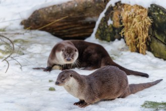 On a sunny day two otters (Lutra lutra) sit in the snow in front of a root of a dead tree