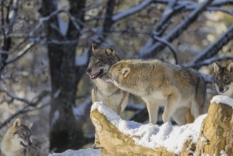 Four grey wolves (Canis lupus lupus) stand on a snow-covered hill behind a fallen tree on a cold,