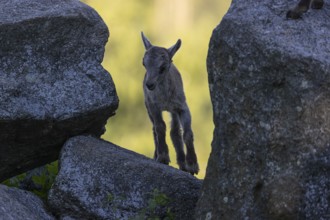 One baby ibex (Capra ibex) walking through a rock gate. A bright green forest in the background