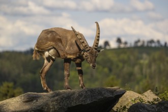 One adult male ibex (Capra ibex) standing on hilltop, grooming himself. A bright green forest in