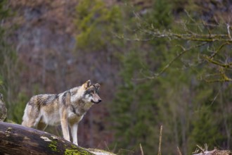 A male Eurasian gray wolf (Canis lupus lupus) stands behind a fallen tree in front of a rock and
