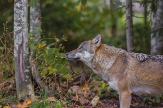 A eurasian gray wolf (Canis lupus lupus) stands at a forest edge