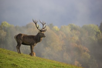 A red deer stag (Cervus elaphus) is standing in a meadow in hilly terrain. A forest with autumn