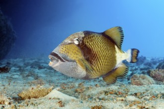Giant triggerfish (Balistoides viridescens) searching for food in the sandy bottom, Great Barrier