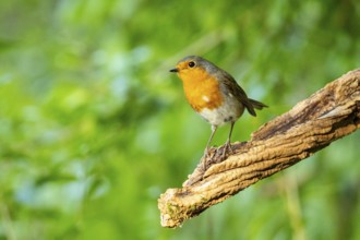 European robin (Erithacus rubecula) Germany#