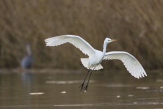 Great White Egret (Egretta alba) Germany